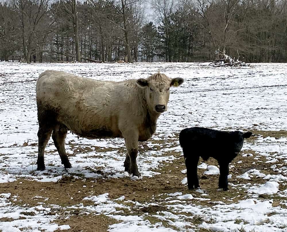 Livestock For Your Homestead | Beef Cow