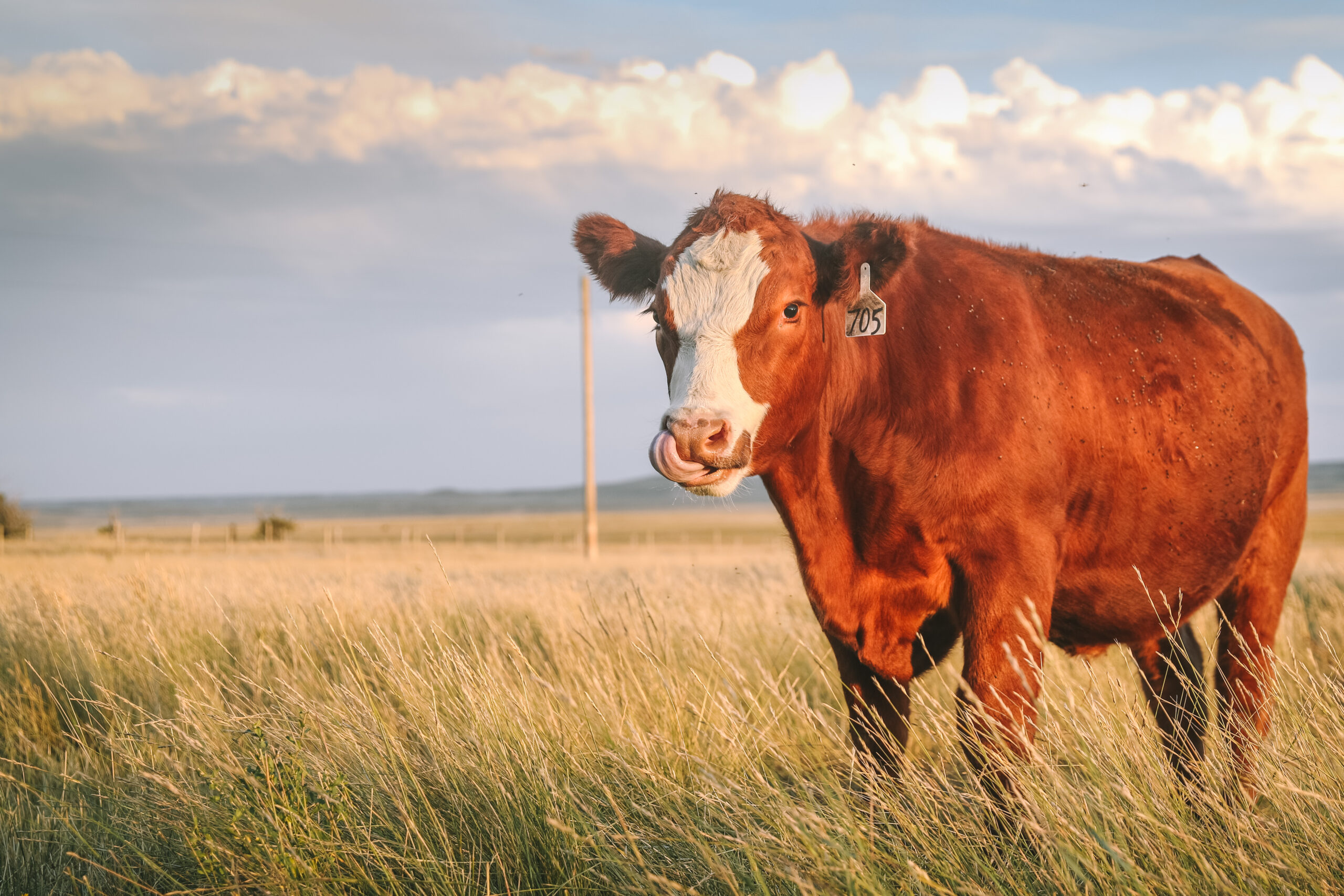 How to Pick the Best Livestock for Your Homestead