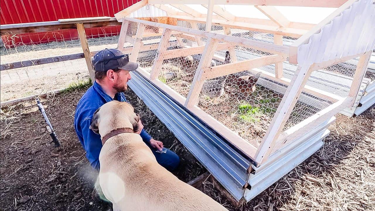Training a Dog with Chicken Tractor