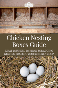 Ultimate Guide to Chicken Nesting Boxes