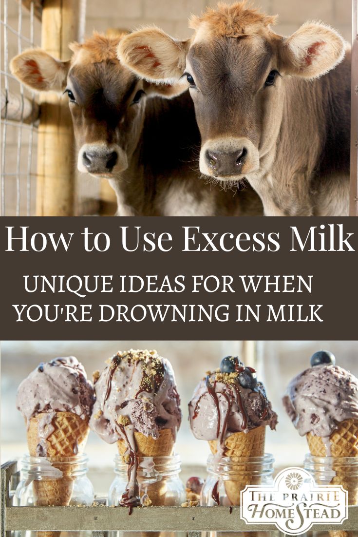 How to Use Excess Milk from a Family Milk Cow