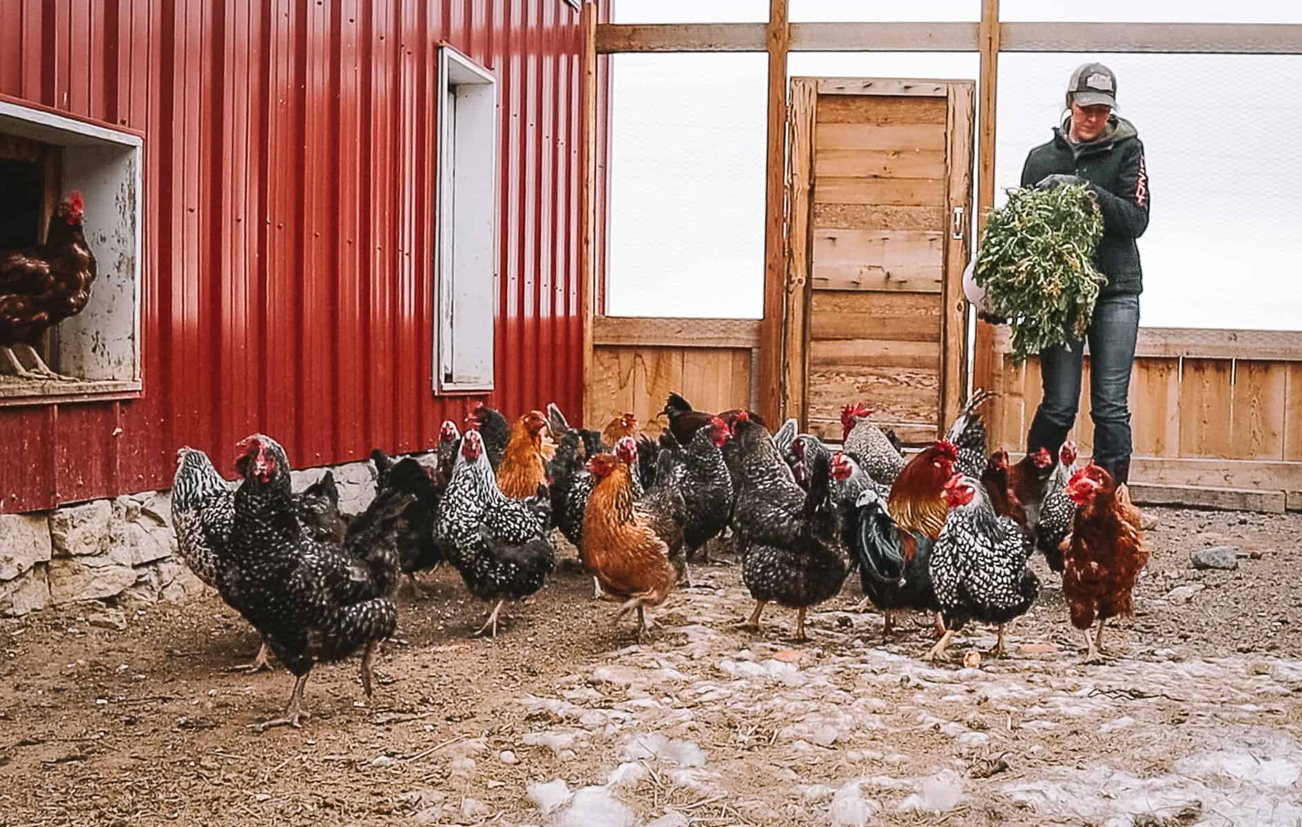 giving chickens garden scraps