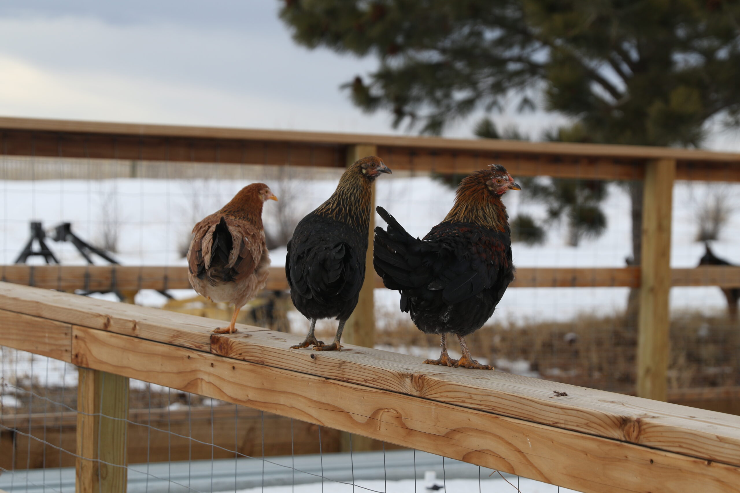 The Nutritional Needs of Chickens