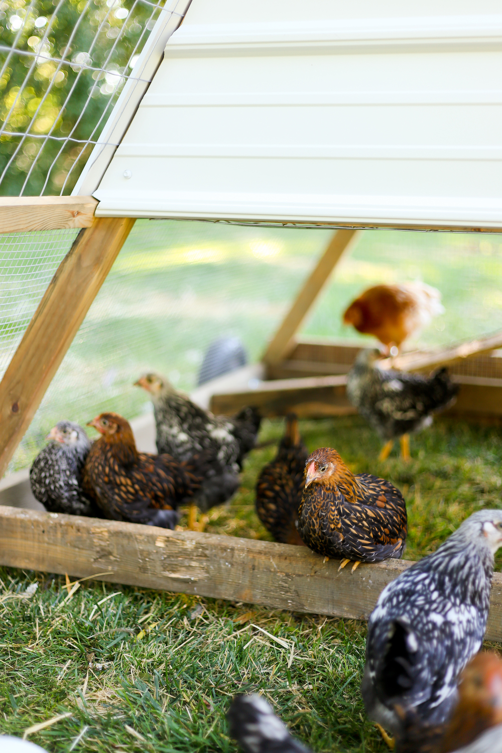 Top 10 Tips for Building a Chicken Tractor
