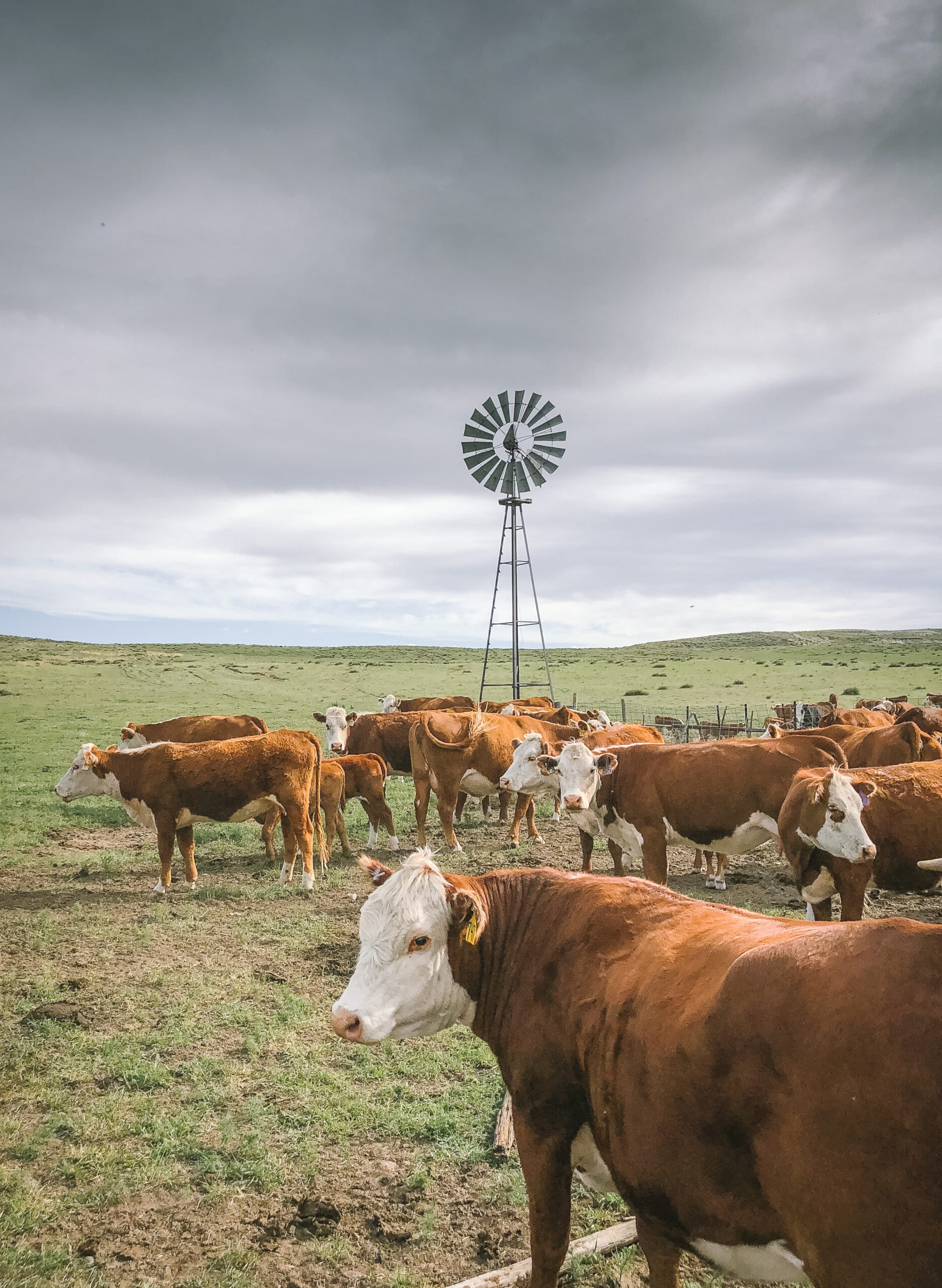 Beef Cattle on the Prairie
