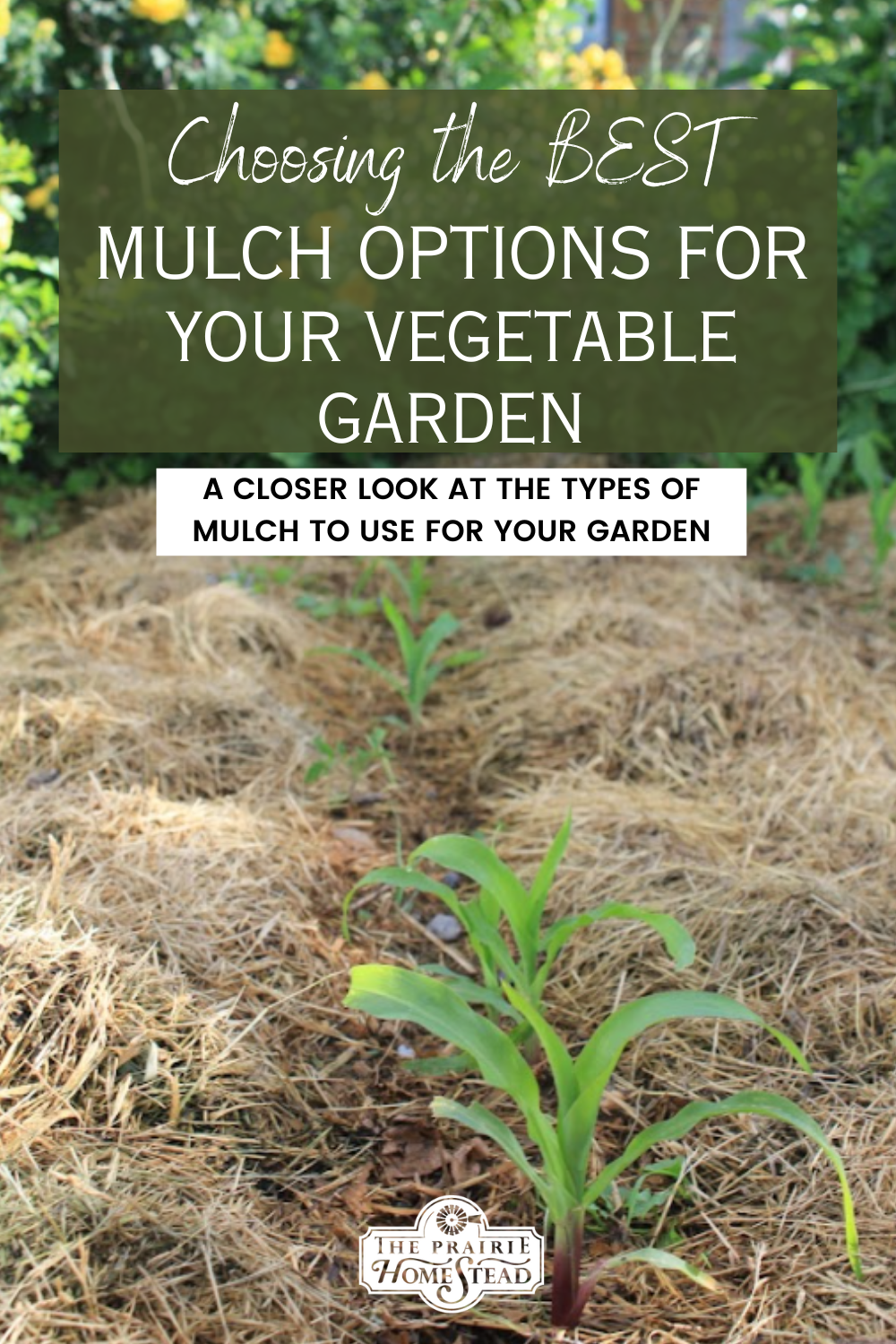 The Best Mulch for Your Vegetable Garden